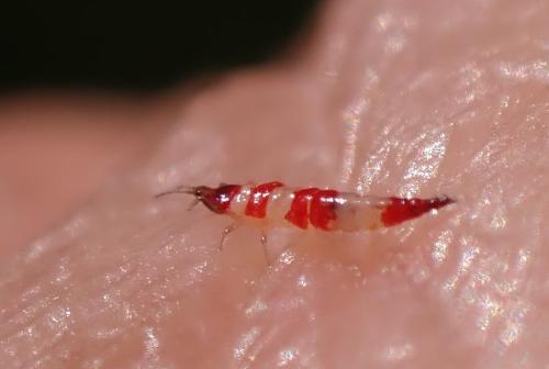 Haplothrips subtilissimus